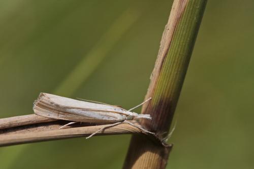Agriphila sp.